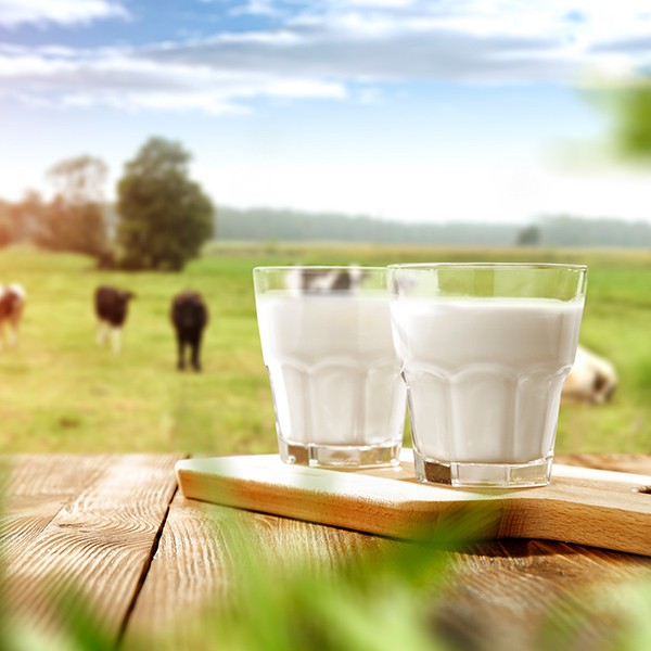 4 curiosidades sobre o leite A2