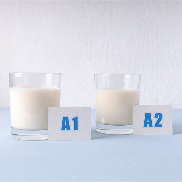 3 verdades sobre o leite A2