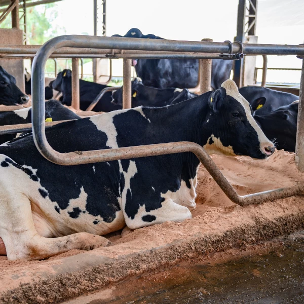 O tempo das vacas: a gestão do descanso para a máxima produtividade leiteira