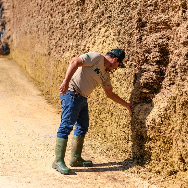 Manejo de silagem: o segredo para manter a produção de leite na seca