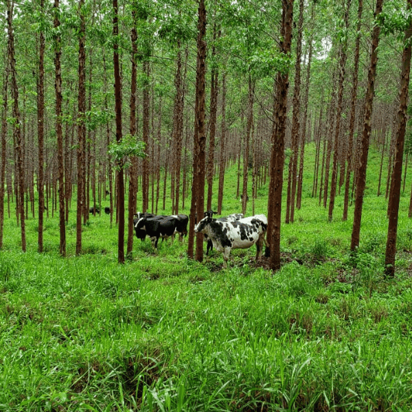 Piracanjuba celebra Dia da Árvore com reflorestamento e preservação